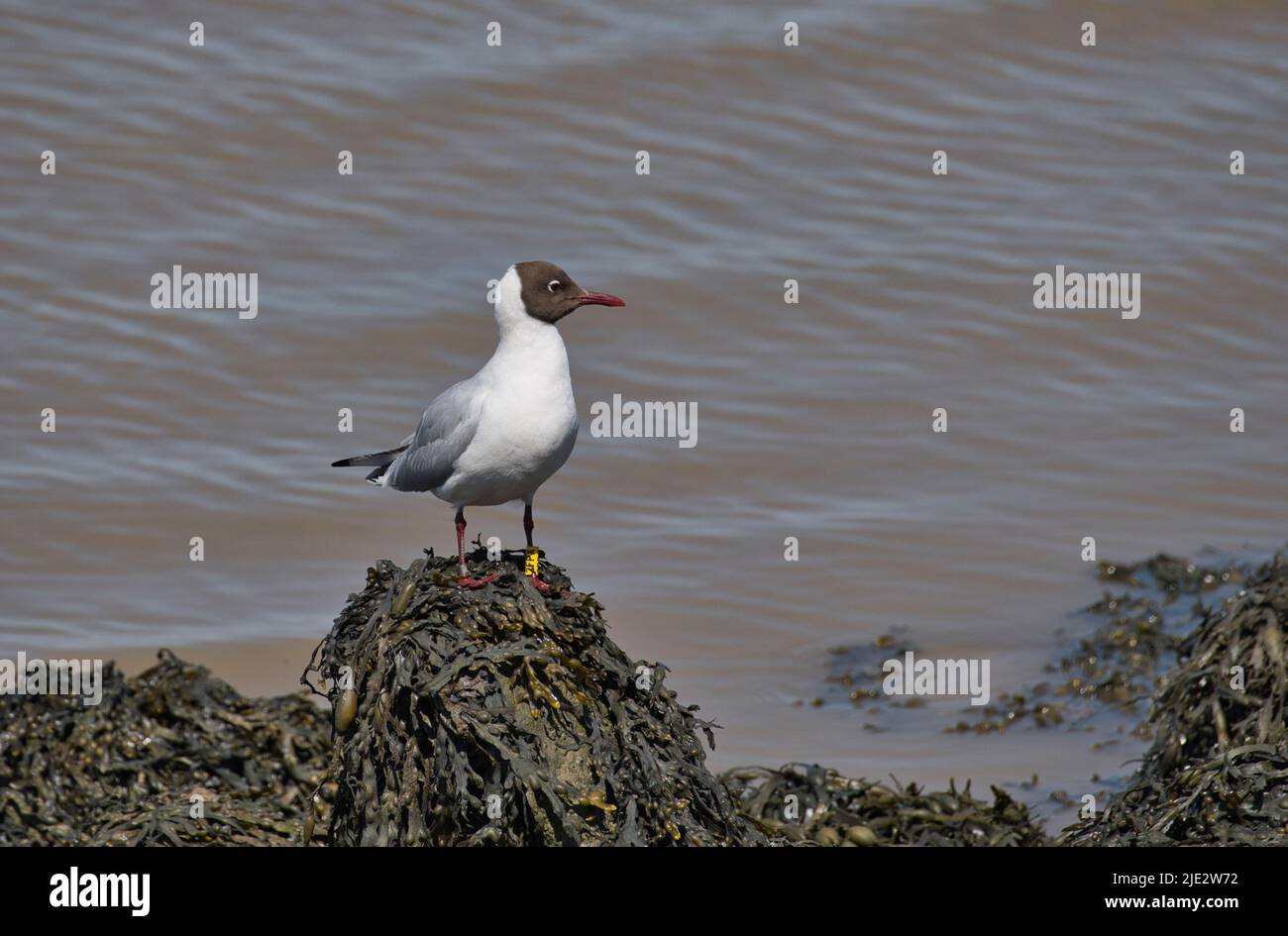 Gabbiano a testa nera (Chrocicocephalus ridibundus) nel piumaggio estivo. L'uccello è stato colorato-ringed come parte di un progetto di studio Foto Stock