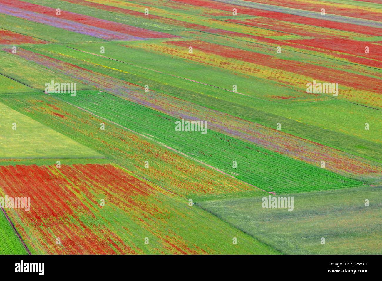 Castelluccio, Norcia, Perugia, Umbria, Italia Foto Stock