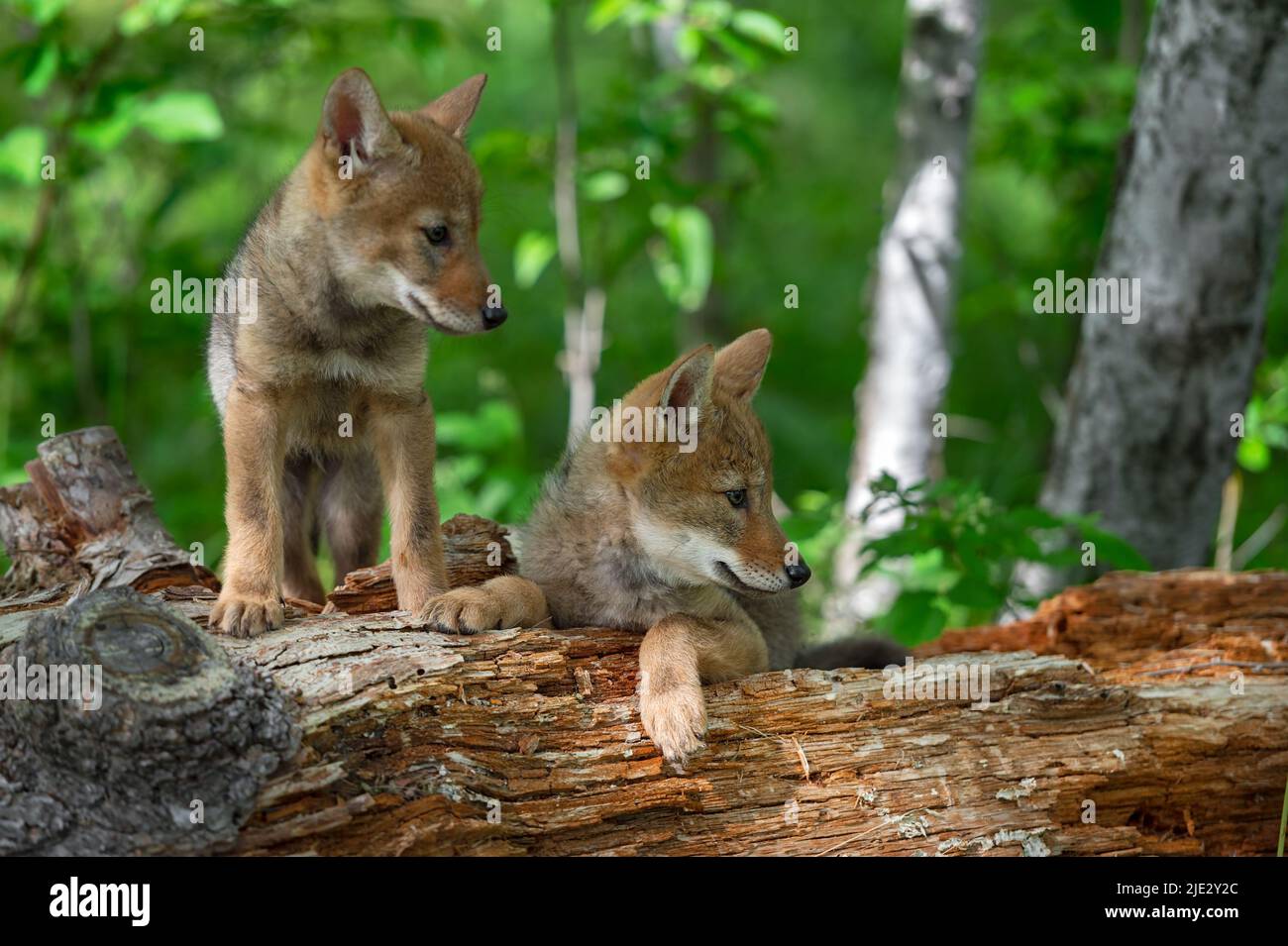 Cuccioli di Coyote (Canis latrans) giacciono su Log guardando a destra Estate - Captive Animali Foto Stock