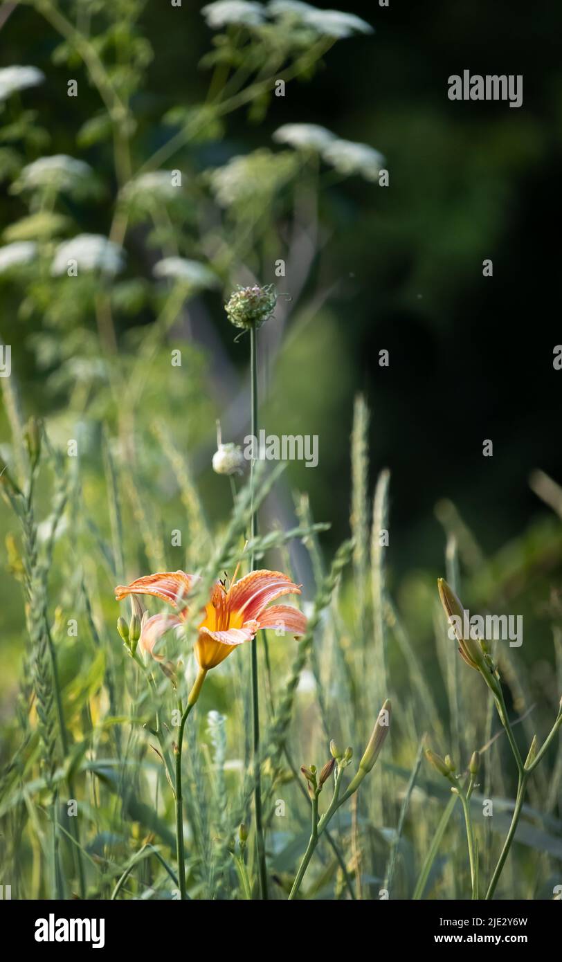 Un giglio di giorno d'arancia o tigre giglio, Lilium lancifolium, splendente in luce solare appled su uno sfondo verde sfocato, primavera, estate, Pennsylvania Foto Stock