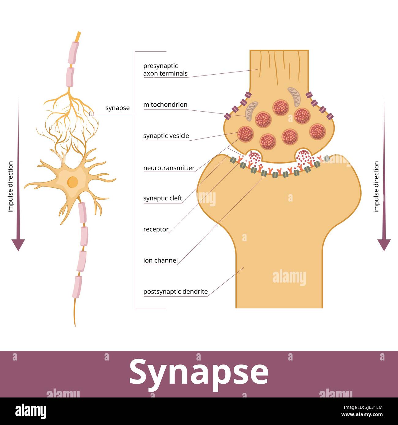 Synapse. Visualizzazione della struttura della sinapsi mentre si passa un segnale elettrico o chimico (impulsi nervosi) ad un altro neurone Illustrazione Vettoriale