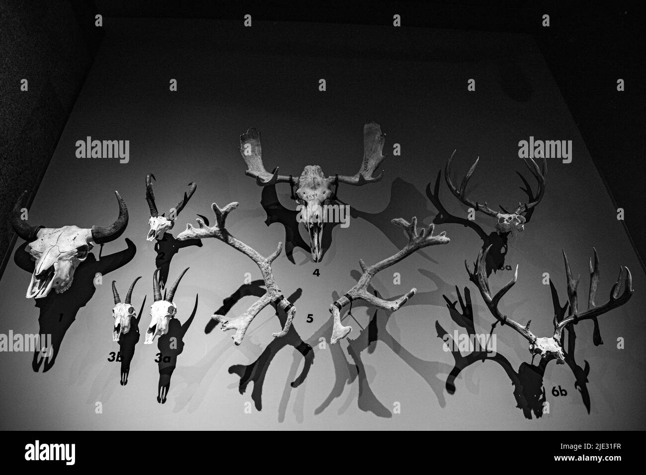 Ottawa, Canada - Aprile 17 2022: Cranio cervi montato sulla parete del Canadadian Nature Museum Foto Stock