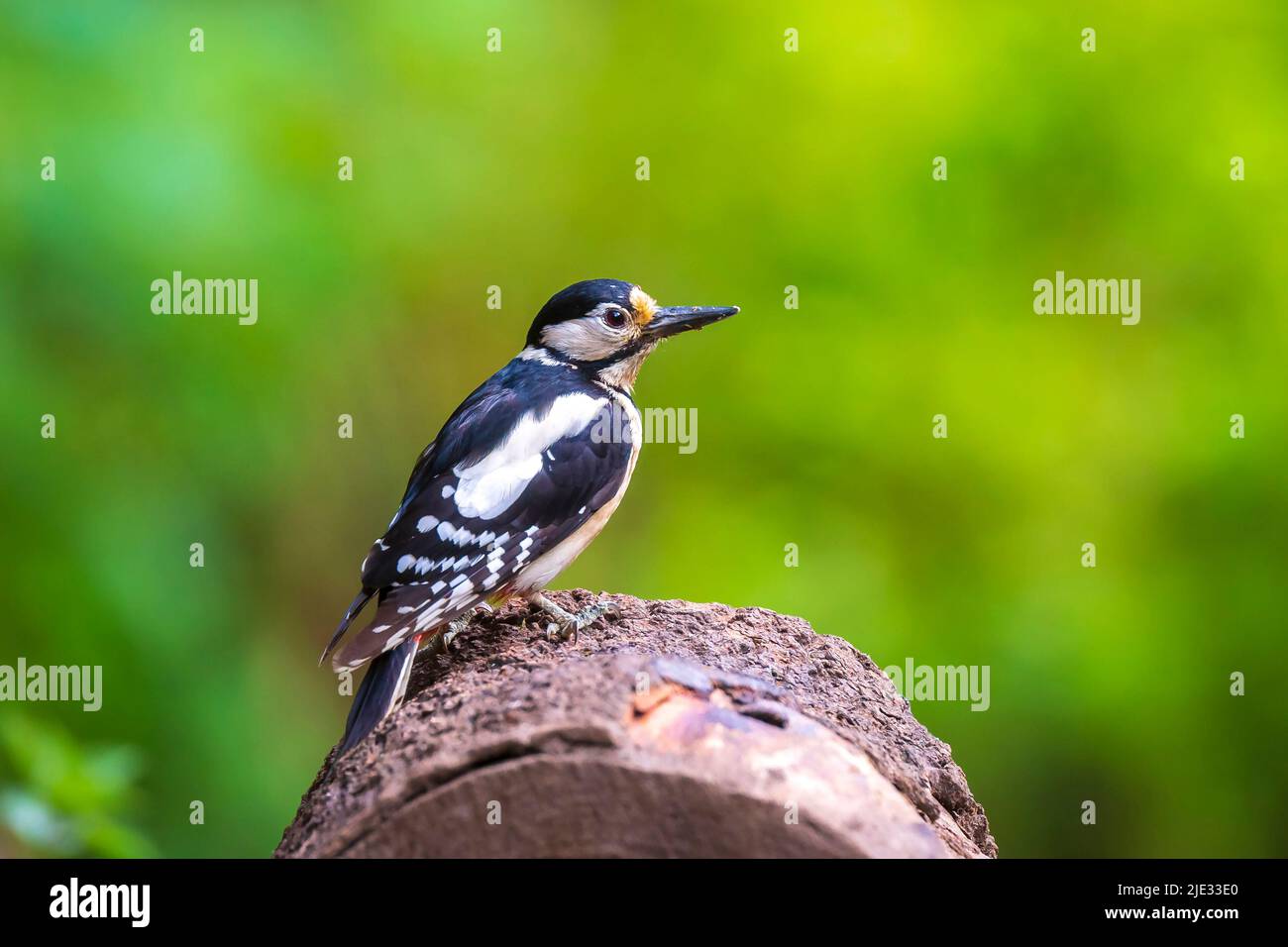 Primo piano di un picchio rosso maggiore bird, Dendrocopos major, arroccato in una foresta nella stagione estiva Foto Stock