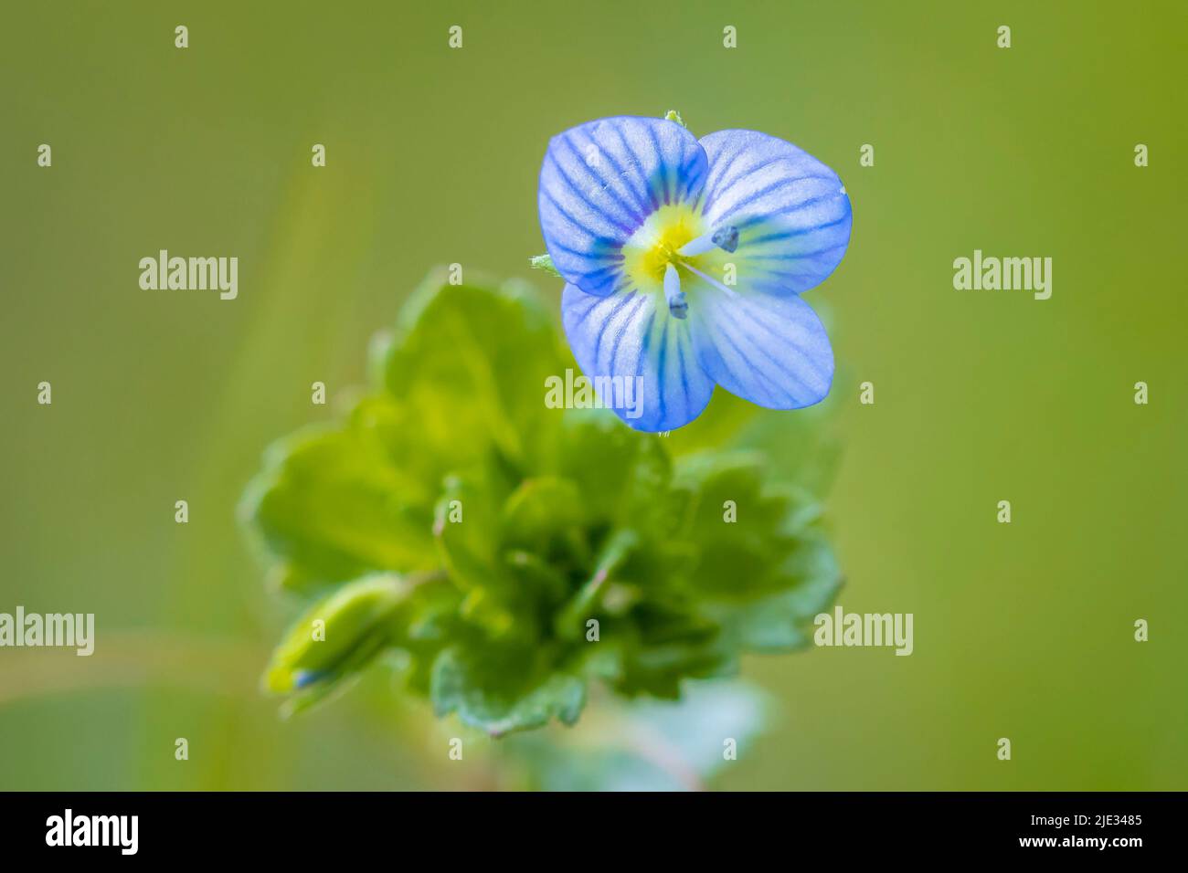 Primo piano di Veronica persica, petali blu dei fiori speedwell che fioriscono durante la stagione primingtime. Foto Stock