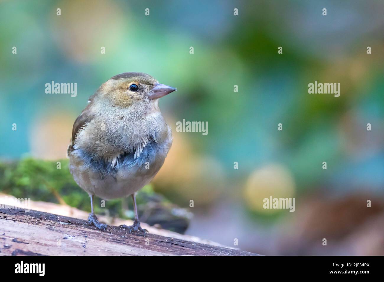 Primo piano di una femmina di fringuello, Fringilla coelebs, arroccato in una struttura ad albero Foto Stock