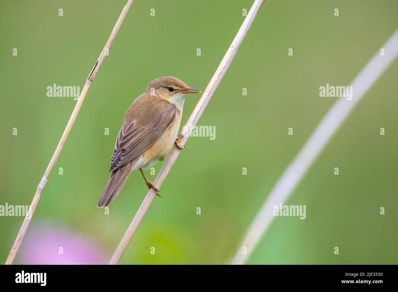 Palustris di palude, Acrocephalus, uccello che cantano in un campo con fiori gialli Foto Stock