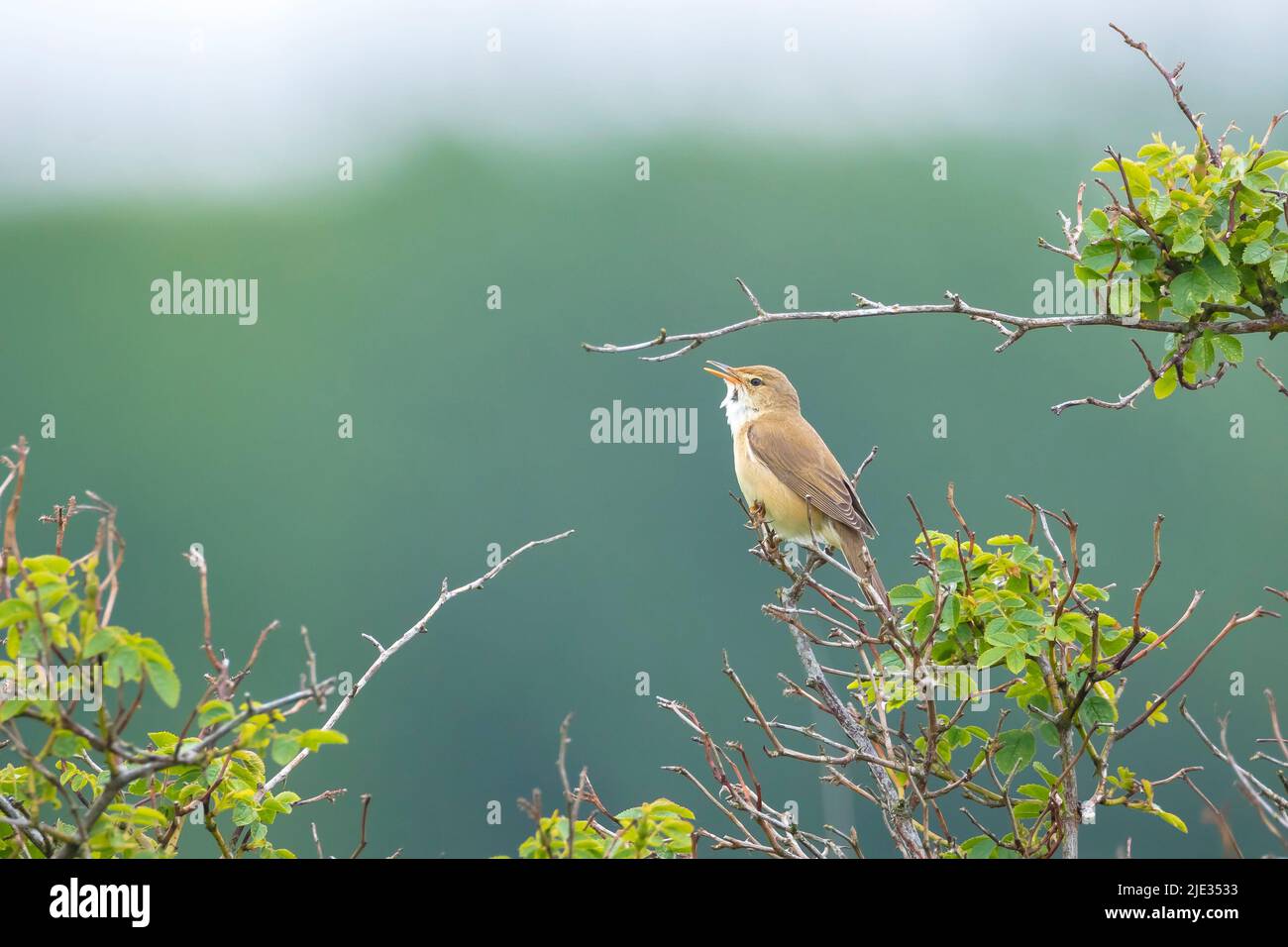 Palustris di palude, Acrocephalus, uccello che cantano in un campo con fiori gialli Foto Stock