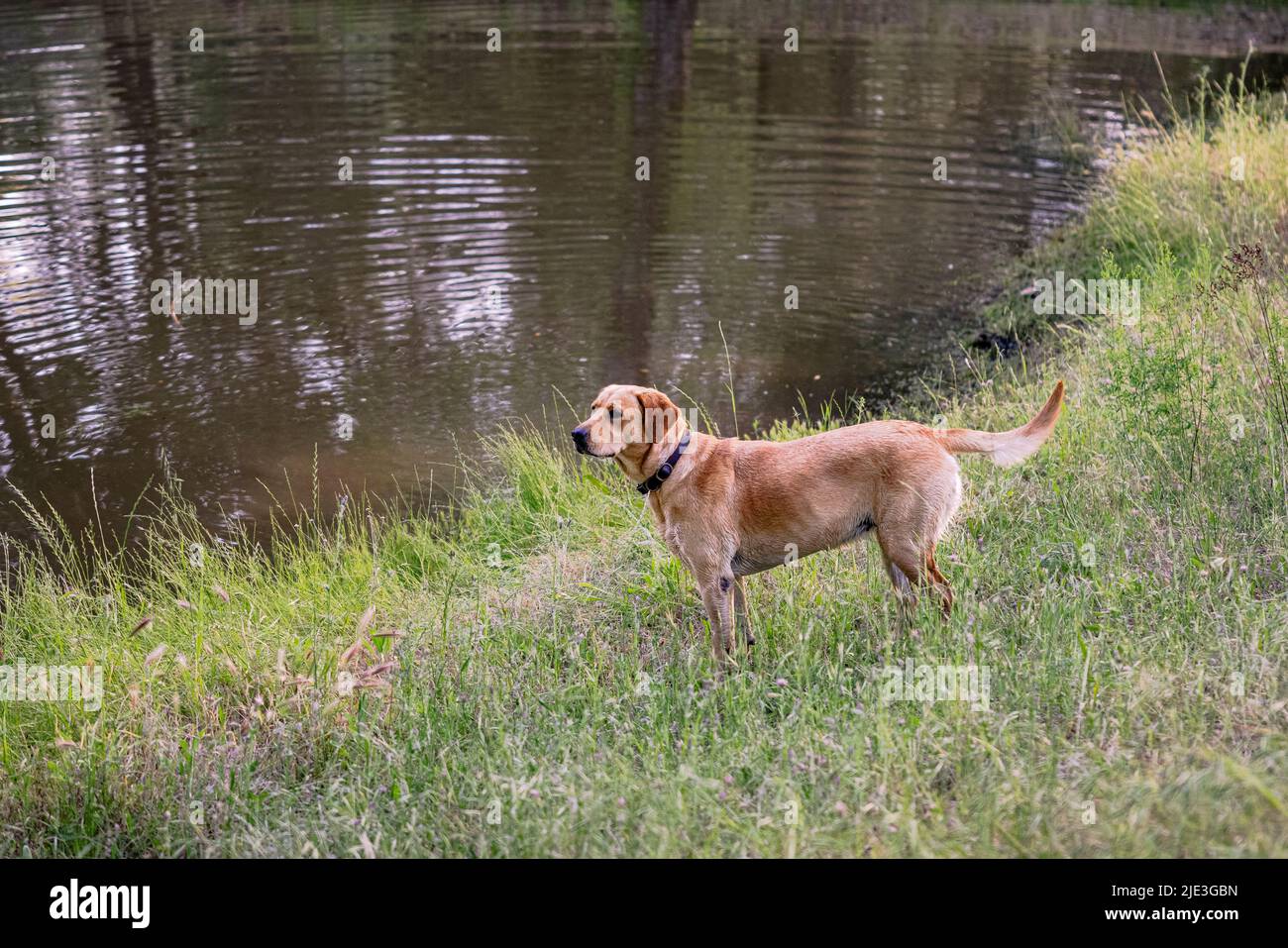 Un Labrador Retriever giallo in attesa di inseguire la palla e nuotare in un laghetto. Foto Stock