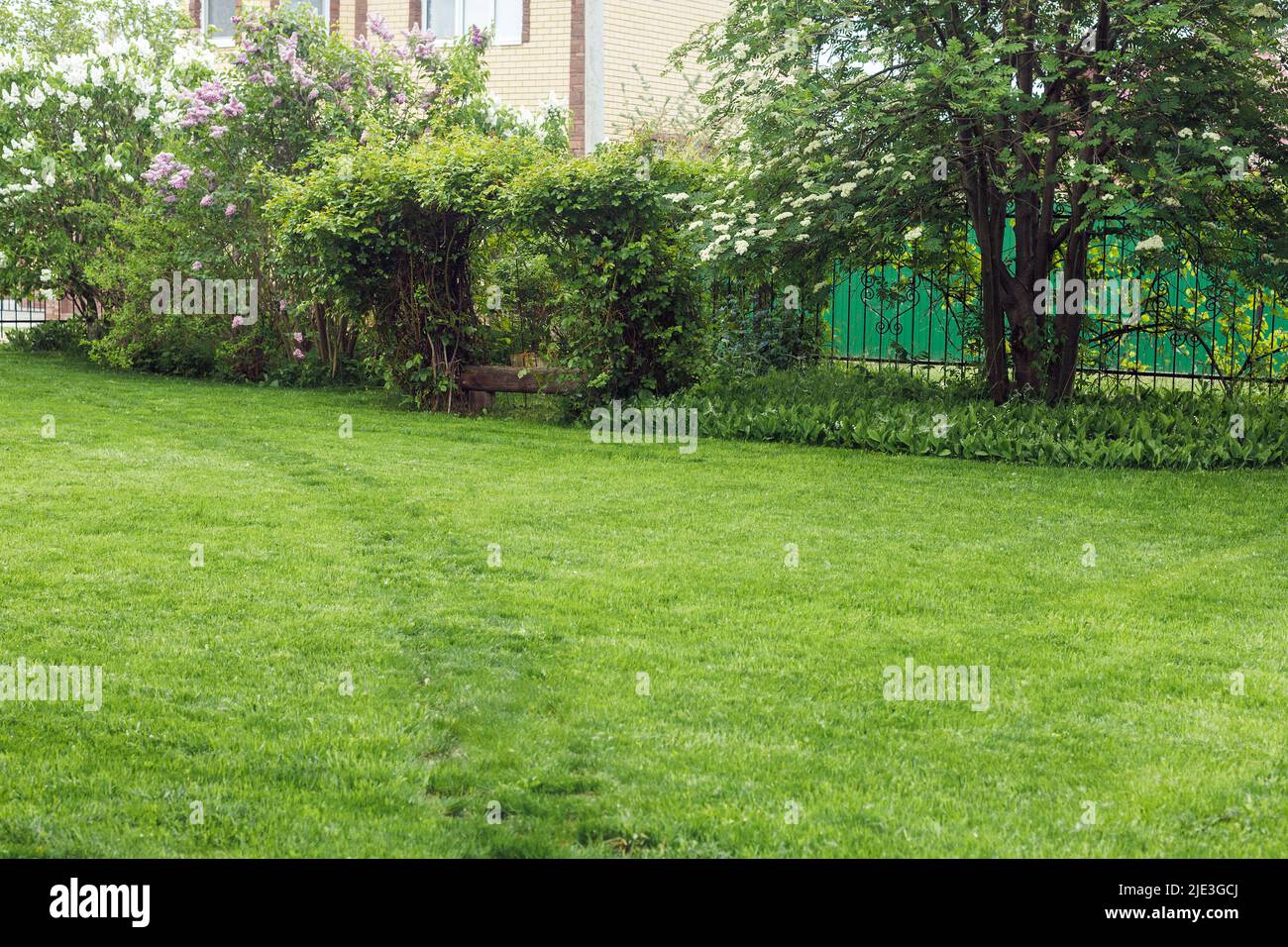 Prato verde erba appena maminato circondato da diversi tipi di alberi, cespugli, piante nel cortile del giardino in estate. Foto Stock