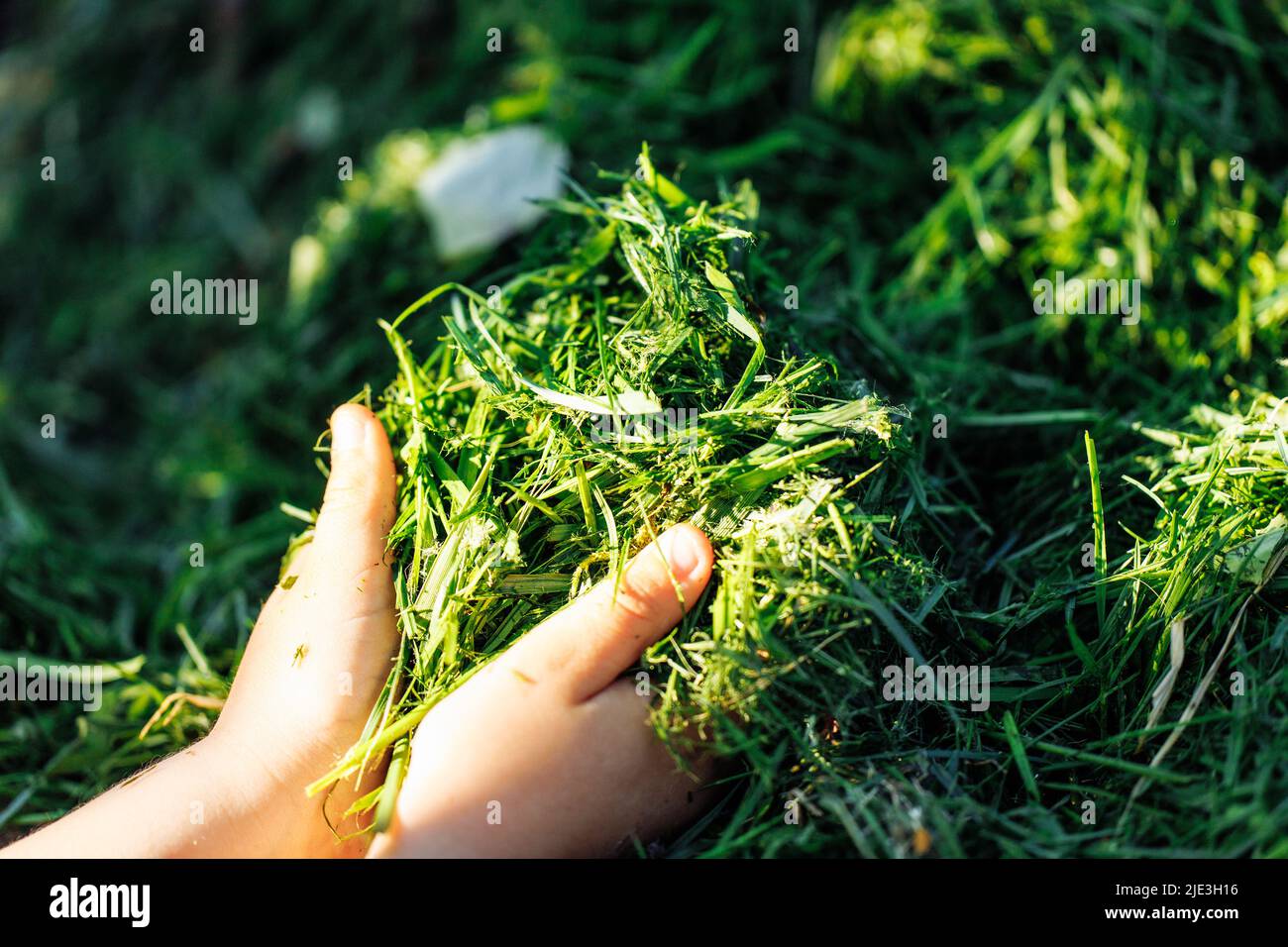 Le mani umane di closeup cropped che tengono verde erba tagliata naturale fresca, composto come fertilizzante ecologico, piante organiche per suolo. Foto Stock