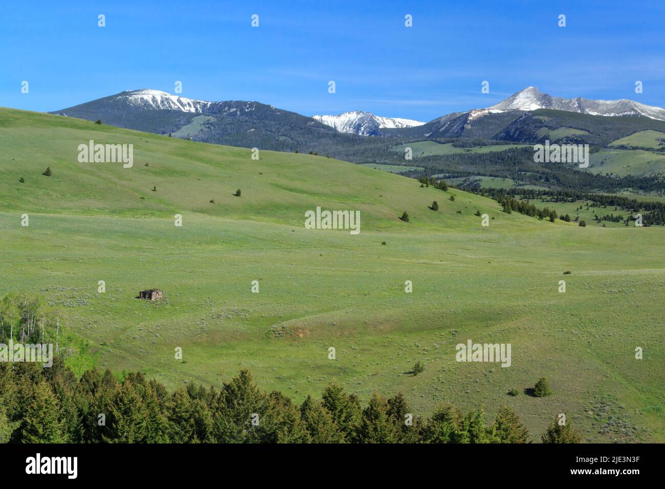 vecchia cabina in prato sotto la gamma di fiocchi ruscello vicino cervo lodge, montana Foto Stock