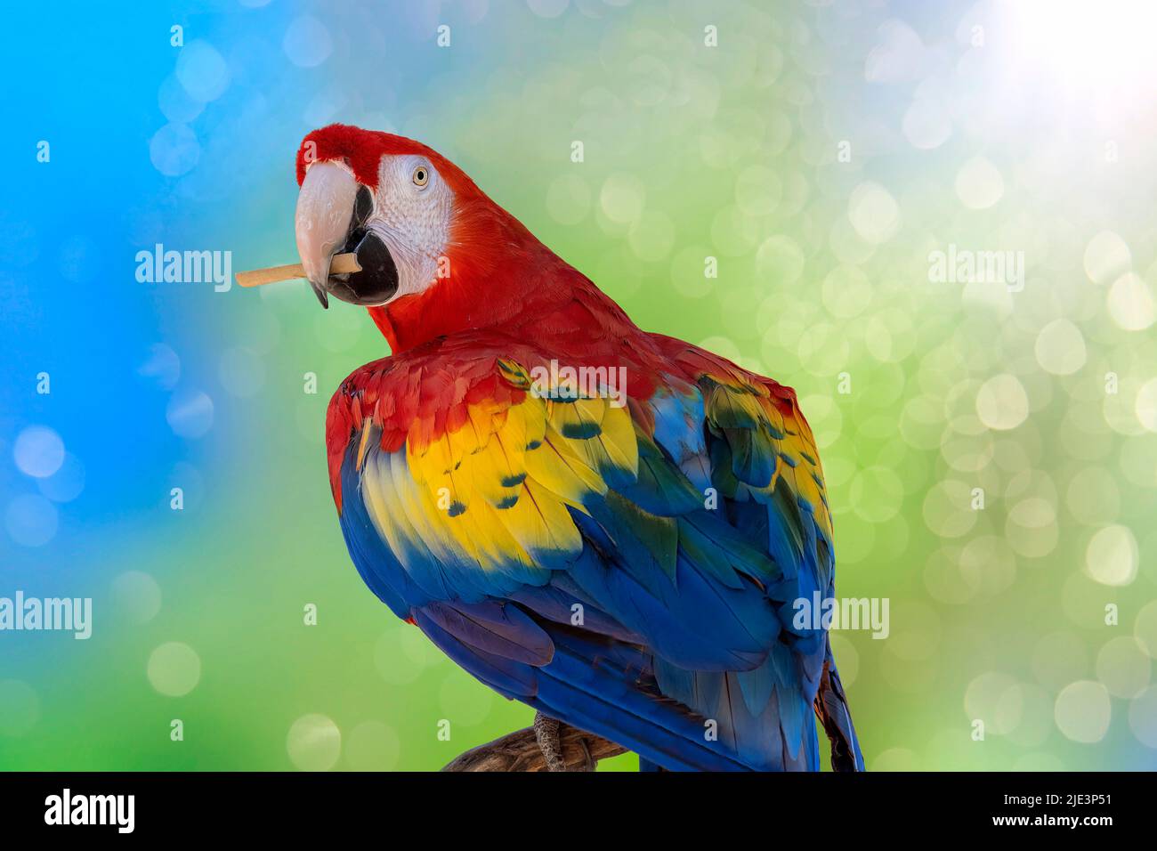 Ritratto macaw colorato che tiene un bastone nel suo becco. Bokeh sfondo sfocato. Foto Stock