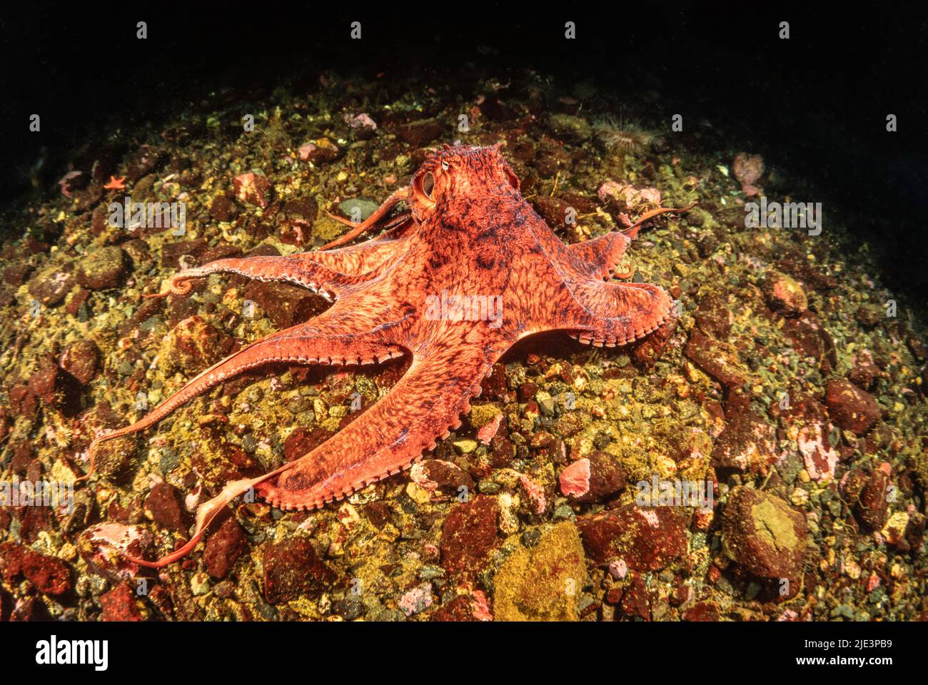 Pacifico gigante octopus, Enteroctopus dolfleini, o del Pacifico del Nord polpo gigante, British Columbia, Canada. Foto Stock