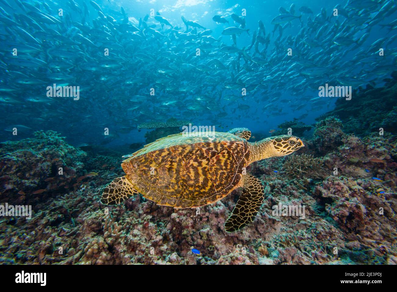 Hawksbill tartaruga, Eretmochelys imbricata, e scuola bigeye jacks, Caranx sexfasciatus. Isola di Sipidan, Malesia. Foto Stock