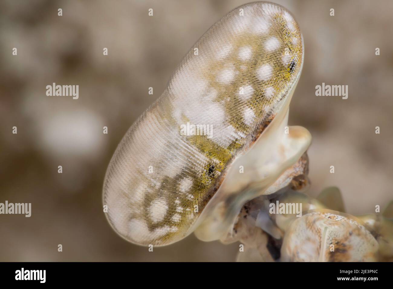 Uno sguardo da vicino ad uno degli occhi di un gambero di mantis spearing, Lysiosquillina maculata, Yap, Stati Federati di Micronesia. Foto Stock