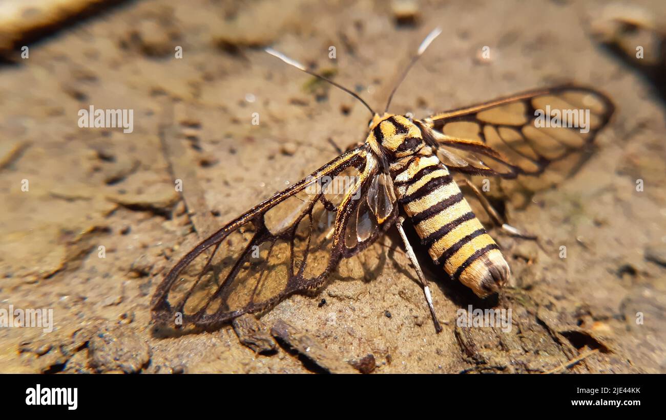 Primo piano la falena trasparente Amata è un genere di falene della famiglia Erebidae. Il genere è stato eretto da Johan Christian Fabricius in Foto Stock