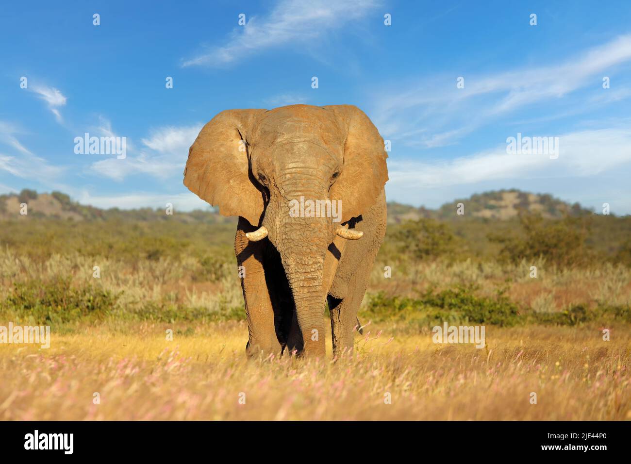 Grande toro elefante africano (Loxodonta africana), Parco Nazionale Etosha, Namibia Foto Stock