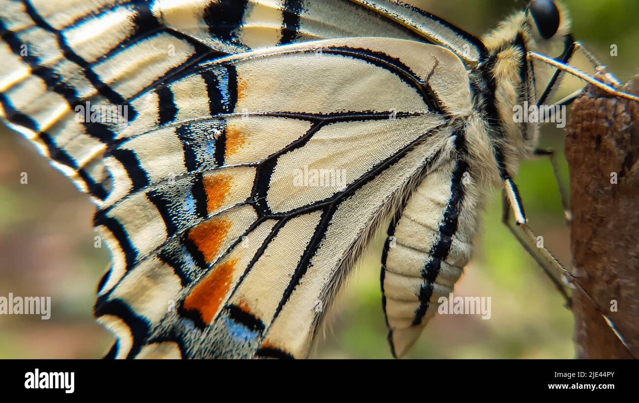 Primo piano macro di farfalla ali modello Papilio machaon, comune giallo swallowtail Butterfly ala dettaglio texture sfondo Foto Stock