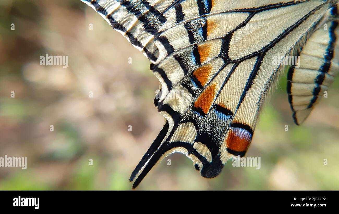 Primo piano macro di farfalla ali modello Papilio machaon, comune giallo swallowtail Butterfly ala dettaglio texture sfondo Foto Stock