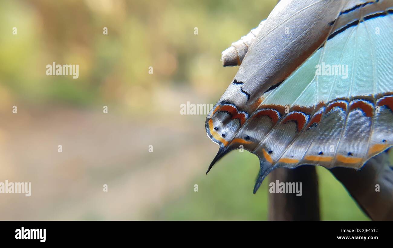 Primo piano macro di nawab farfalla ali Poliura athamas, il nawab comune, è una specie di baldacchino veloce trovato in Asia tropicale. Foto Stock