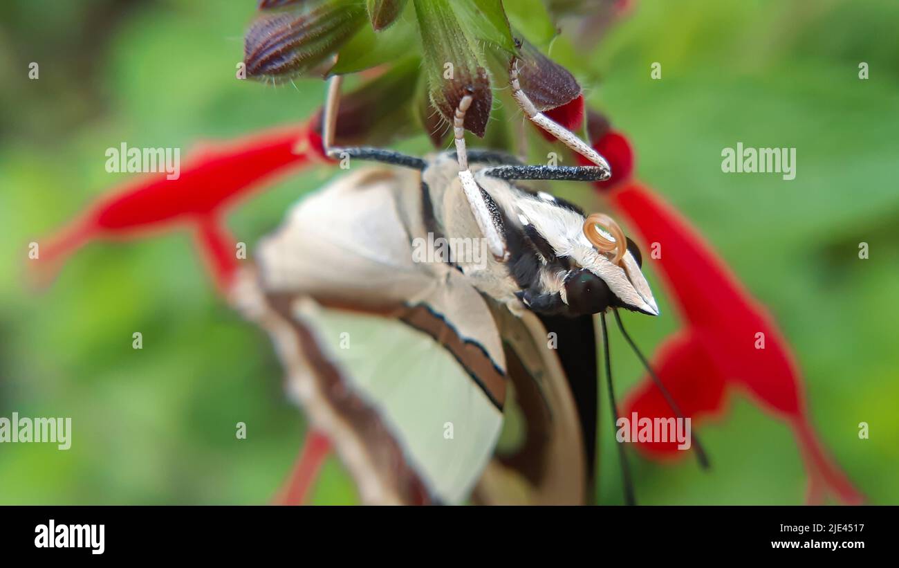 Primo piano macro di nawab farfalla ali Poliura athamas, il nawab comune, è una specie di baldacchino veloce trovato in Asia tropicale. Foto Stock