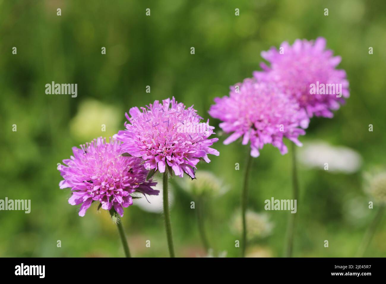 Flora alpina: Nebbia rosa (Scabiosa columbaria) Foto Stock