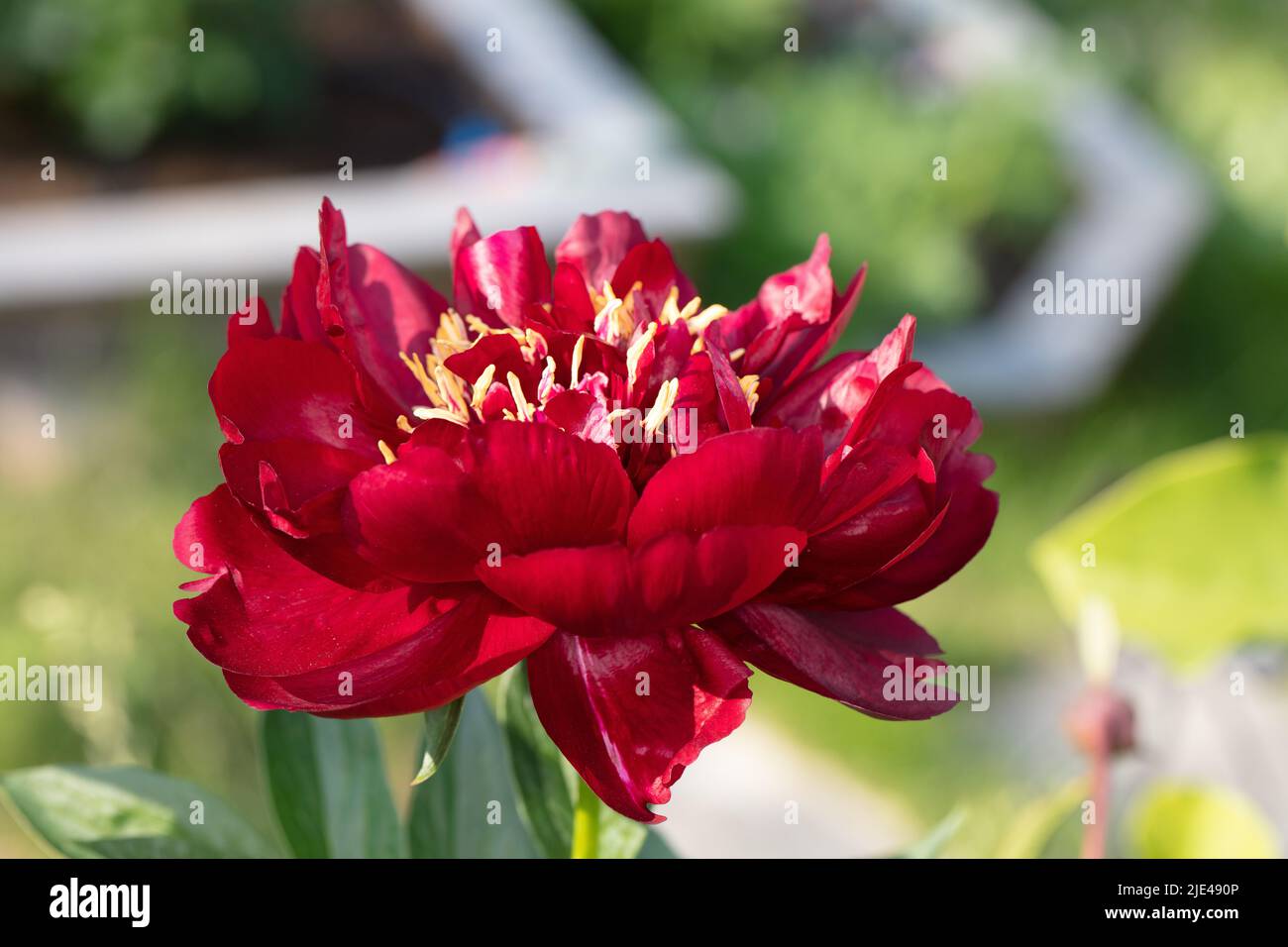 'Buckeye Belle' Piony giardino comune, Luktpion (Paeonia lactiflora) Foto Stock