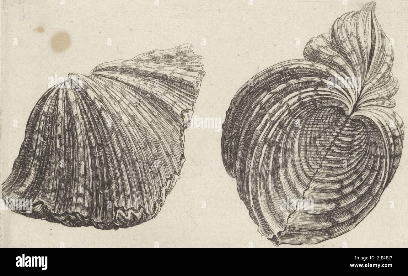 Shell, hippopus hippopus, Wenceslaus Hollar, 1644-1652, tipografia: Wenceslaus Hollar, Anversa, 1644-1652, carta, incisione, a 96 mm x l 149 mm Foto Stock