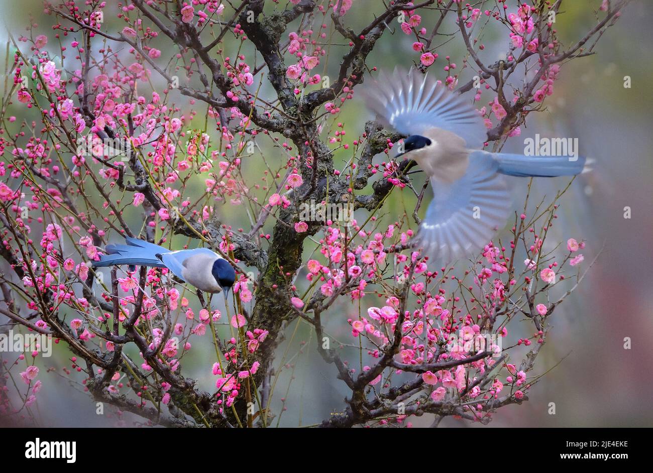 Il maggies prugna il fiore di prugna è bello ma bianco e bellezza perfetta del cielo e della terra il fiore di prugna è dolce ma chissà Foto Stock