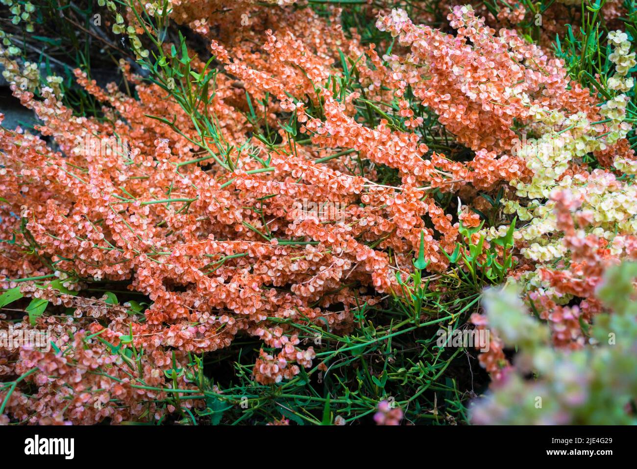 Bella multicolore Selvatica hydrangea fioritura, di solito trovato nella foresta mesica, spesso lungo i ruscelli o in aree rocciose, ma cresce anche in aree più secche. Foto Stock