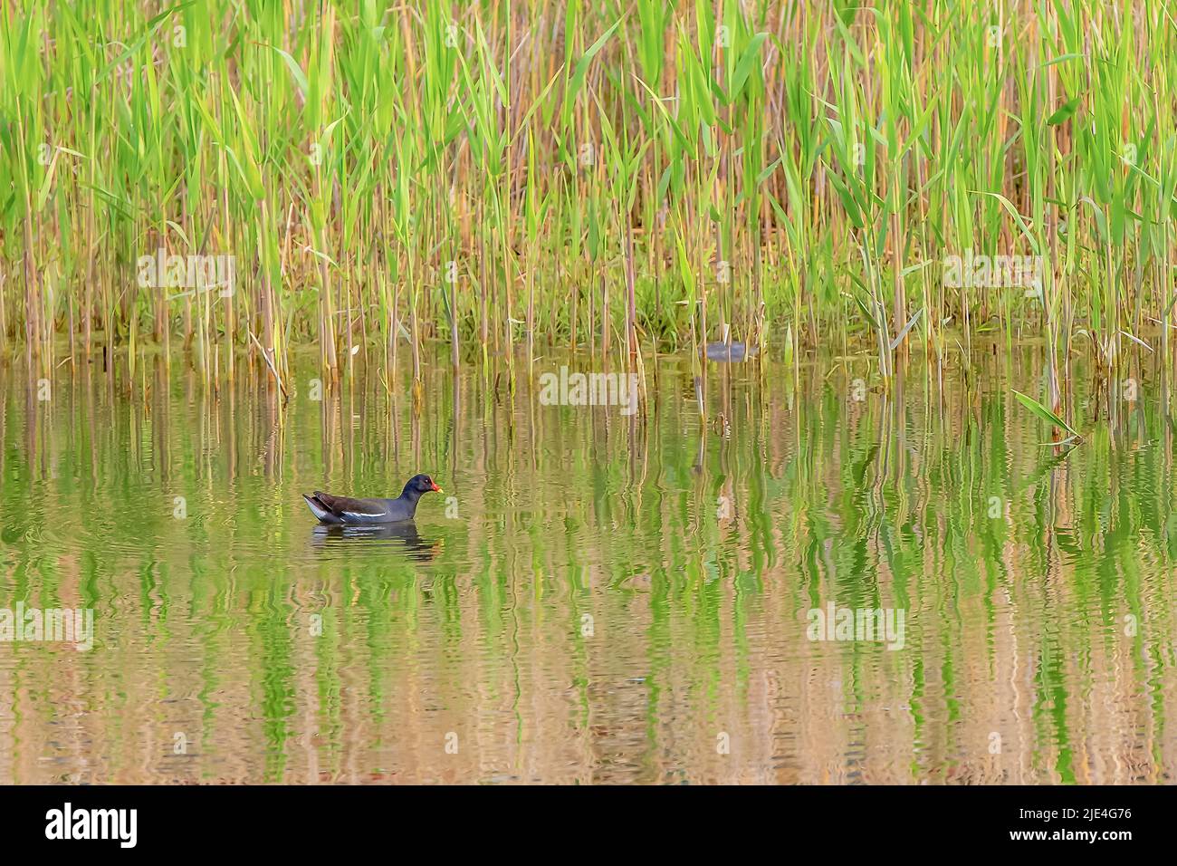 Moorhen Reed wetland acqua riflessione tempo tranquillo Foto Stock