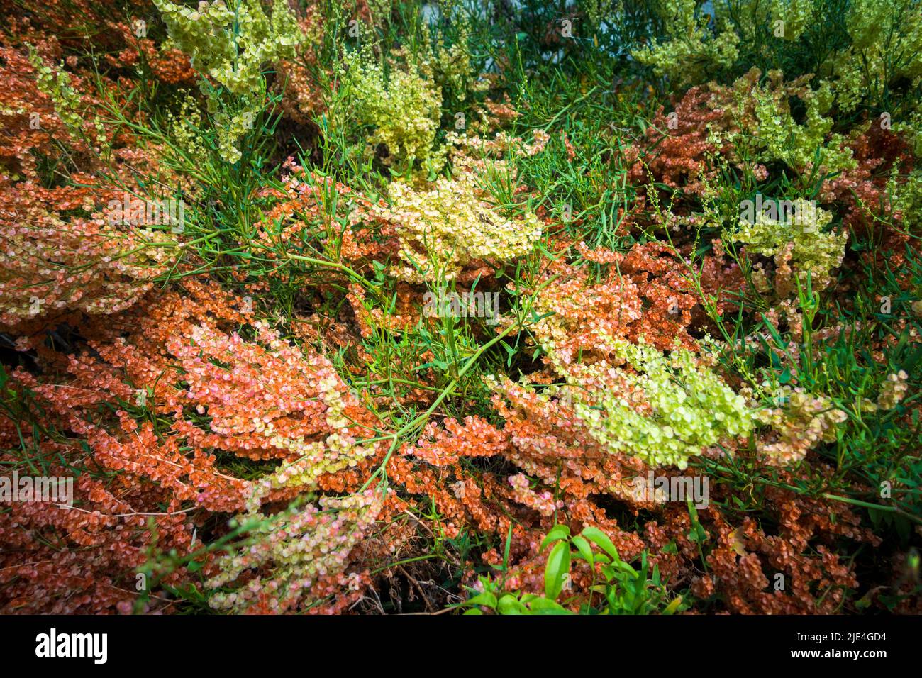 Bella multicolore Selvatica hydrangea fioritura, di solito trovato nella foresta mesica, spesso lungo i ruscelli o in aree rocciose, ma cresce anche in aree più secche. Foto Stock