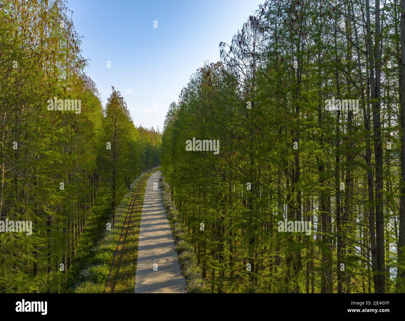 Ossigeno naturale bar alberi legno foraggio verde Foto Stock