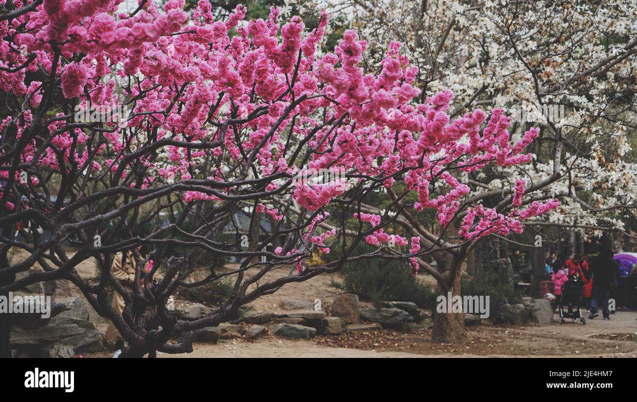 Pechino primavera pesca fiore primavera primavera primavera stagione primavera Foto Stock