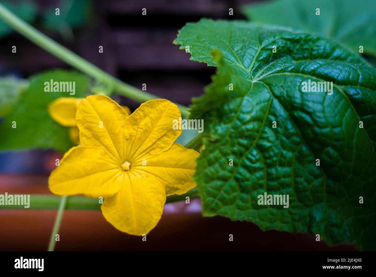 Un primo colpo di vite di zucca con foglie e un fiore giallo pieno fiore. India Foto Stock