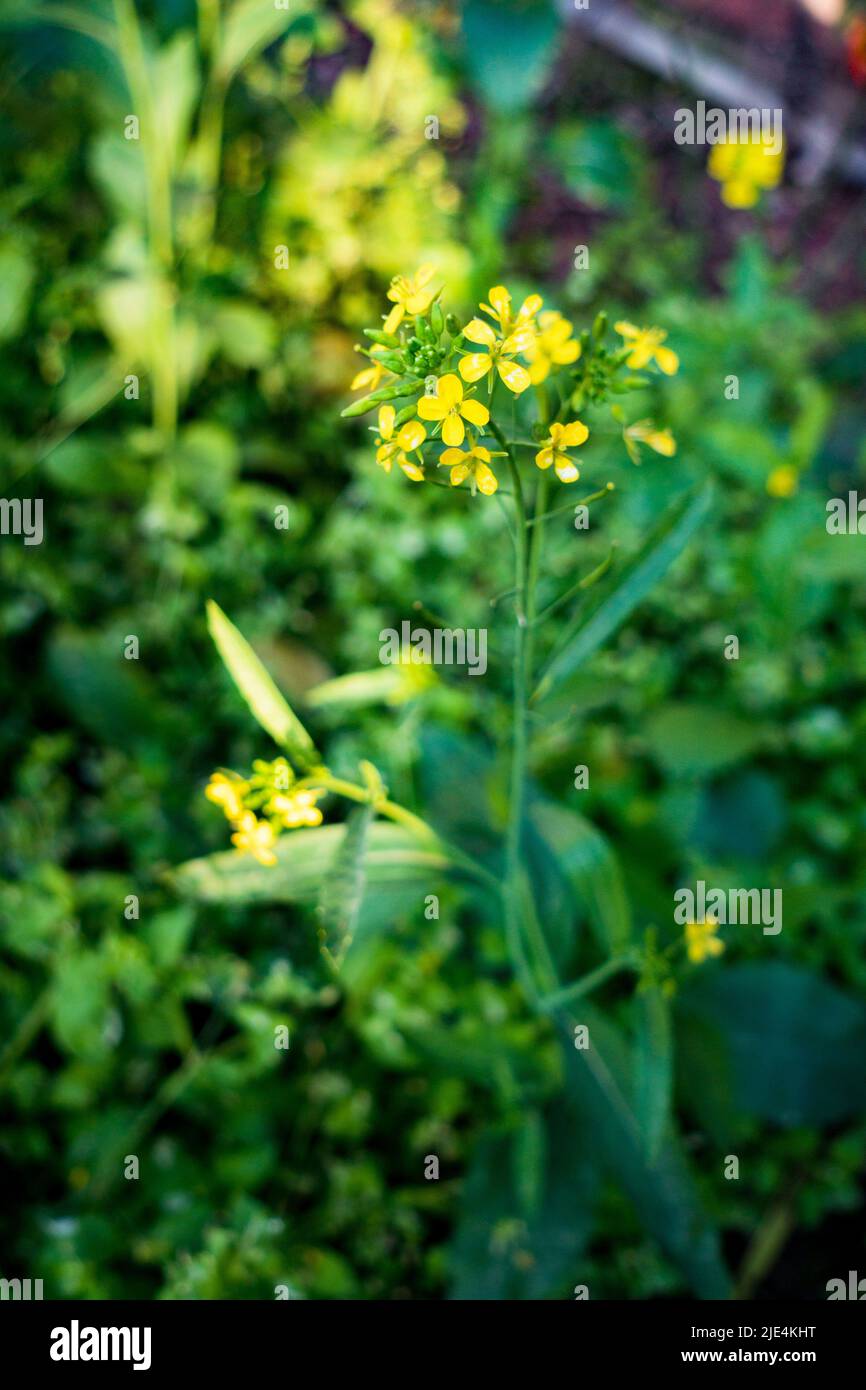 Un primo piano di pianta di senape con fiori gialli in fiore, foglie e semi in un giardino indiano. Foto Stock