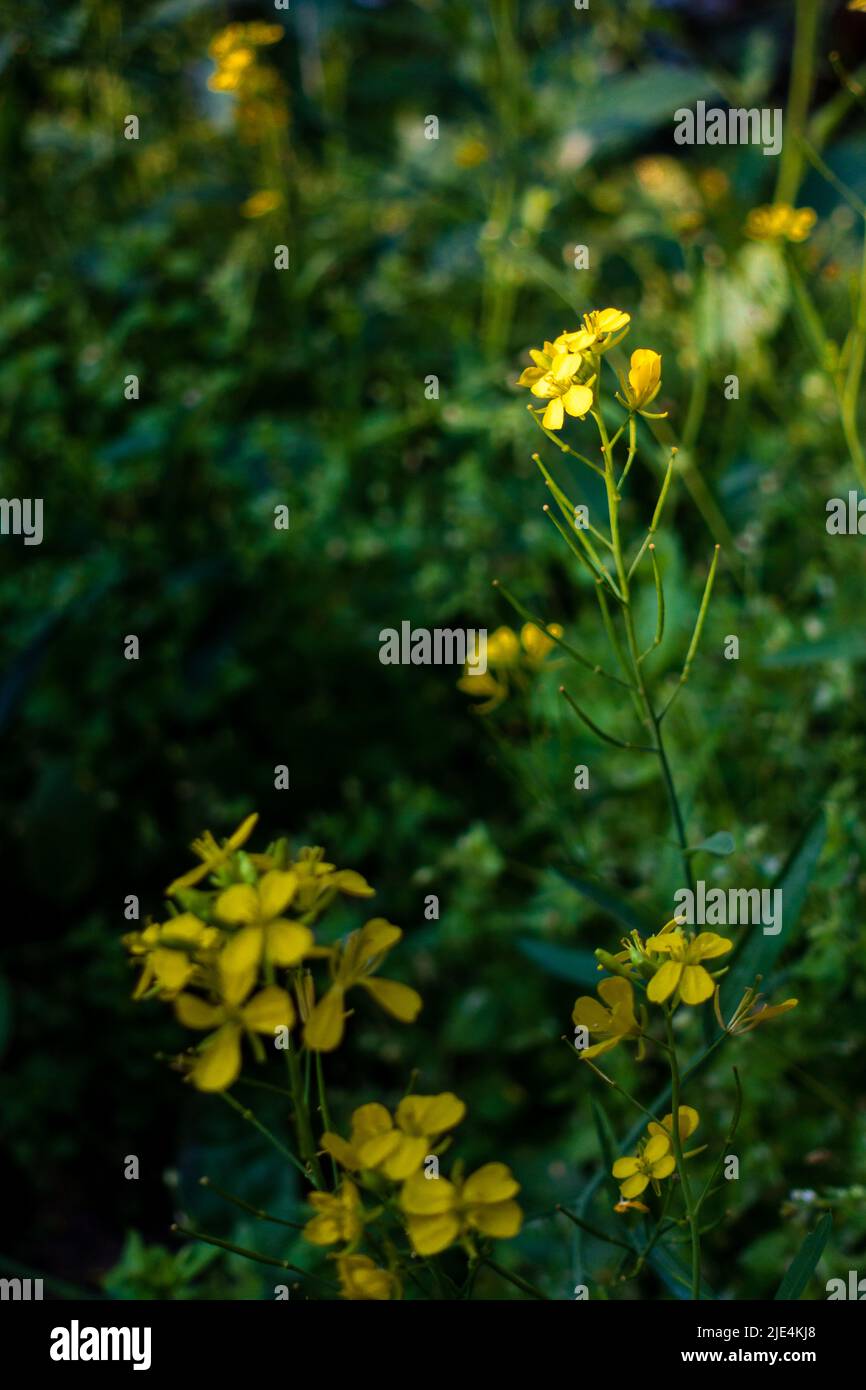 Un primo piano di pianta di senape con fiori gialli in fiore, foglie e semi in un giardino indiano. Foto Stock