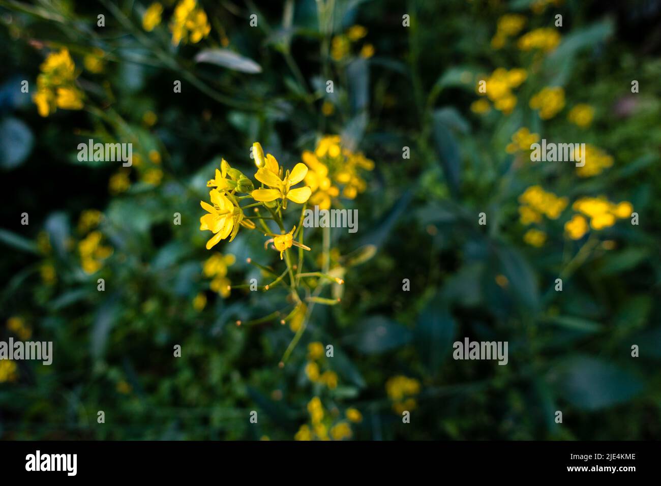 Un primo piano di pianta di senape con fiori gialli in fiore, foglie e semi in un giardino indiano. Foto Stock