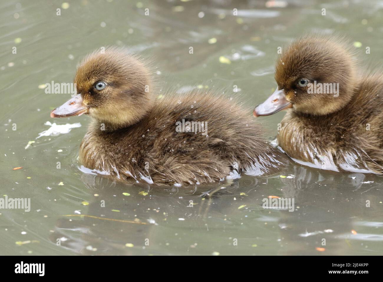 Famiglia di anatra con zappucchi al Daisy Nook Country Park, Faillworth Foto Stock