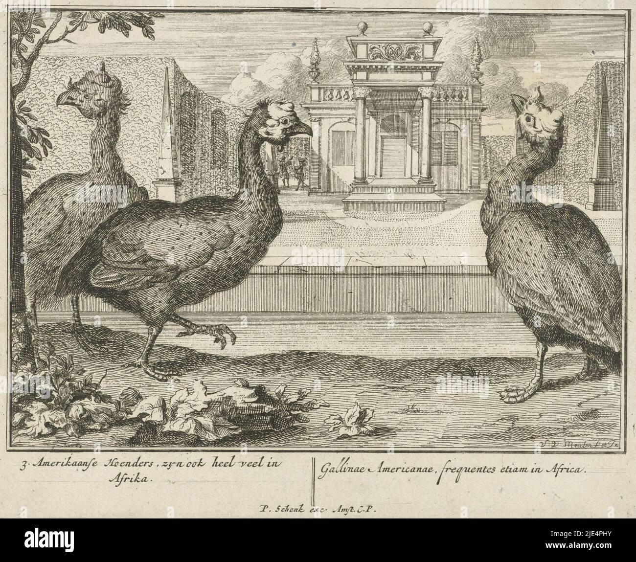 Tre faraone in un giardino formale con un padiglione sullo sfondo, faraone 3 americano, sono anche molto comuni in Africa (...), tipografo: Sieuwert van der Meulen, (menzionato in oggetto), Sieuwert van der Meulen, (menzionato in oggetto), editore: Pieter Schenk (i), (citato in oggetto), Amsterdam, 1670-1711, carta, incisione, h 169 mm x l 212 mm Foto Stock