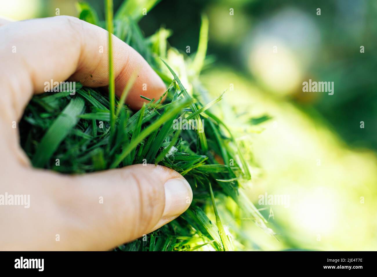Cropped mano umana che tiene verde erba tagliata fresca in sole, composto come eco, fertilizzante organico. Risorse naturali Foto Stock