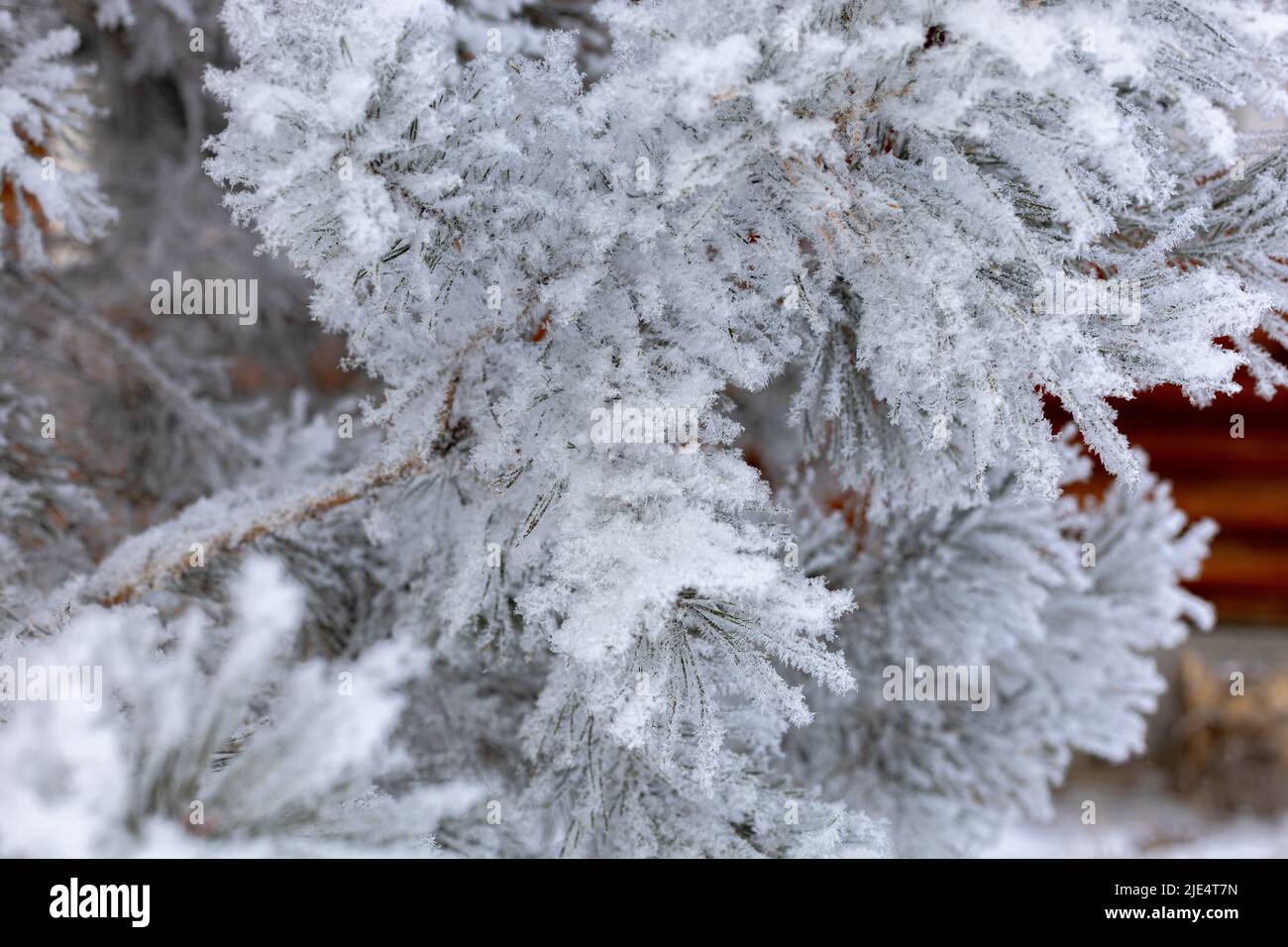 Bella natura sfondo con lussureggianti rami di abete con neve con casa in legno sullo sfondo. Inverno incredibile con temperature molto basse. Tempo facendo Foto Stock