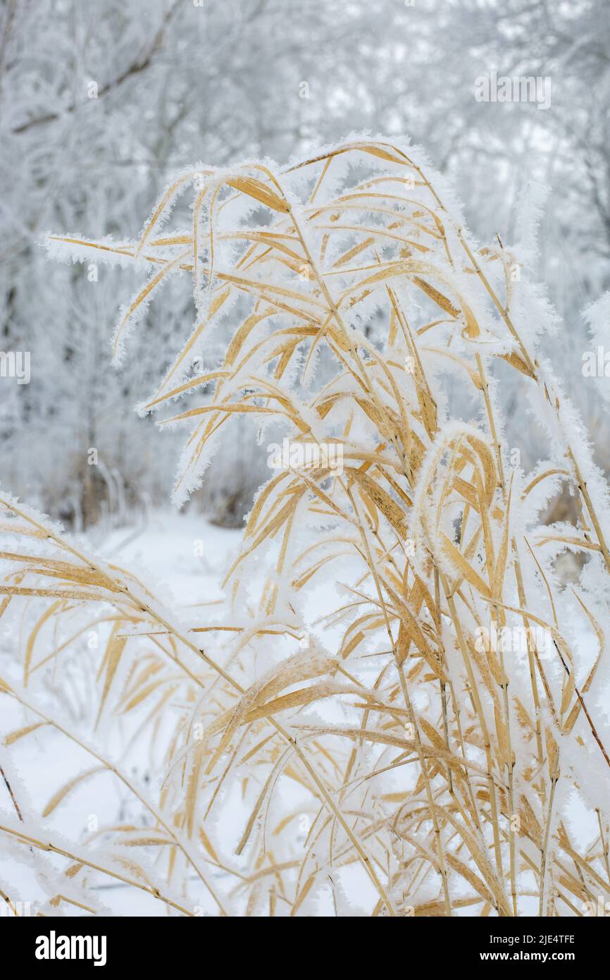Primo piano di canne ricoperte di gelo con foglie lunghe e sottili gialle spente durante il giorno d'inverno. Inverno sorprendente pieno di bianco e neve. Spazio di copia Foto Stock