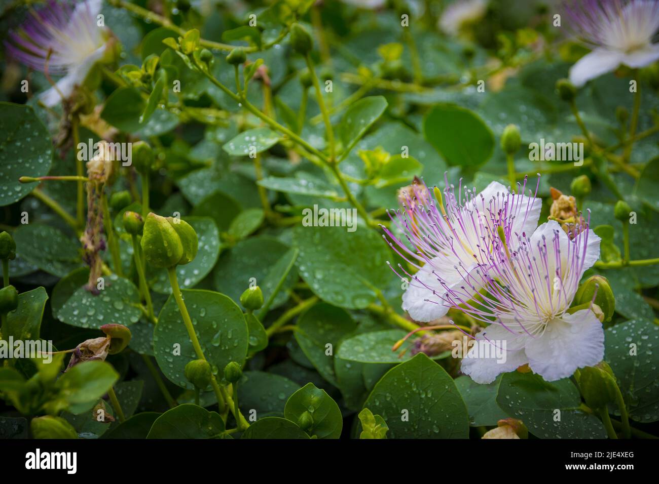 Primo piano di Capparis spinosa, il cappero cespuglio, chiamato anche Flinders rose, una pianta perenne. Messa a fuoco selettiva. Foto Stock