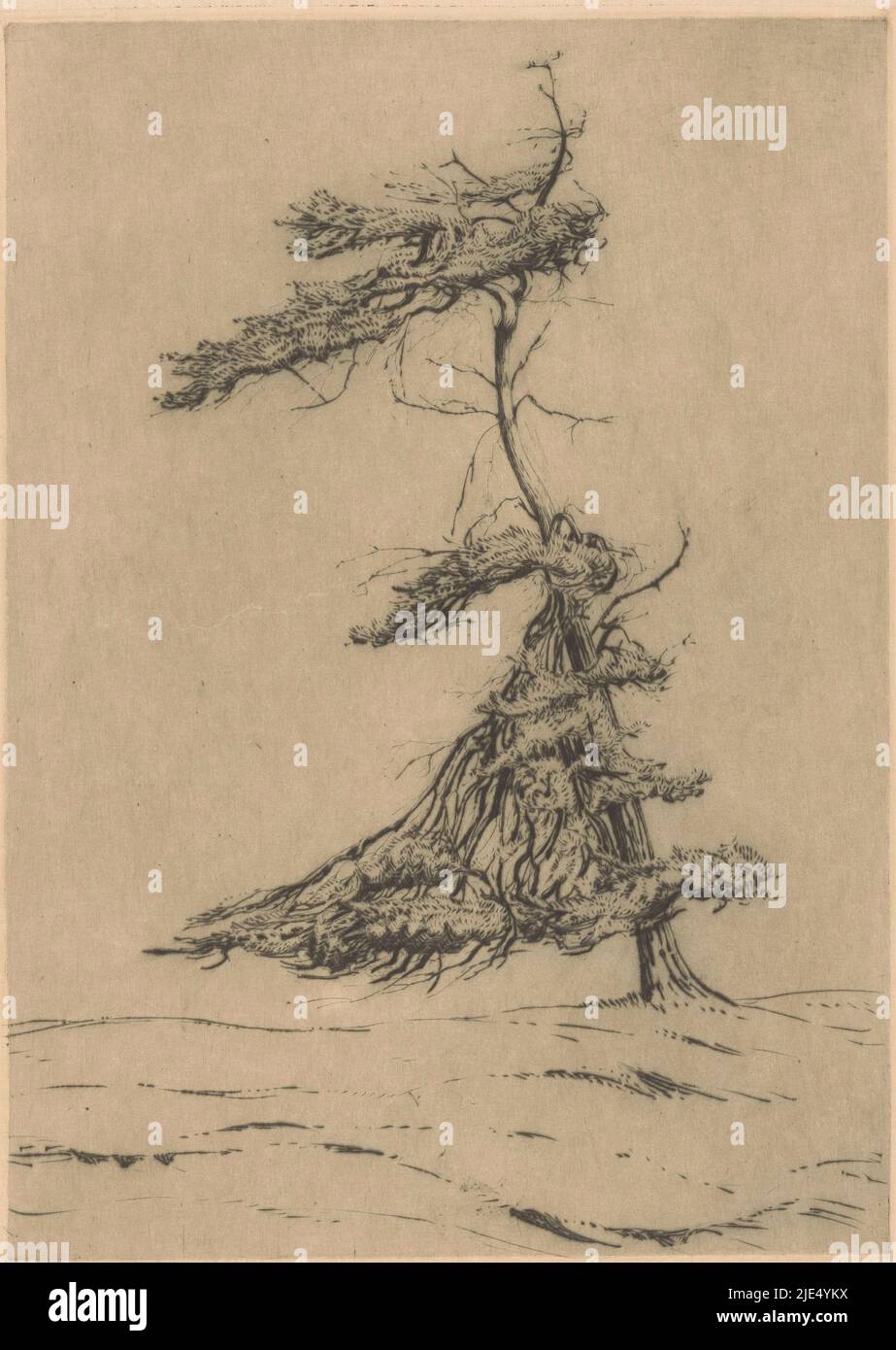 Un pino in una deriva di sabbia, ventoso (titolo originale sull'oggetto), tipografo: Mia Bake, (firmato dall'artista), 1925, carta, punto secco, a 321 mm x l 228 mm Foto Stock