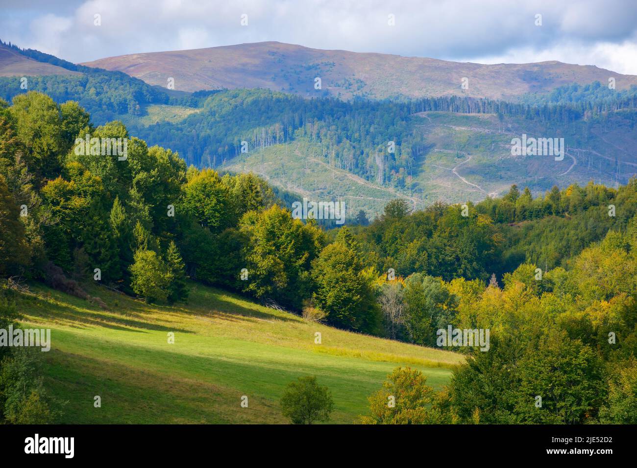 paesaggio di montagna all'inizio dell'autunno. alberi sulla collina erbosa in luce applesa. cresta in lontananza sotto un cielo nuvoloso Foto Stock