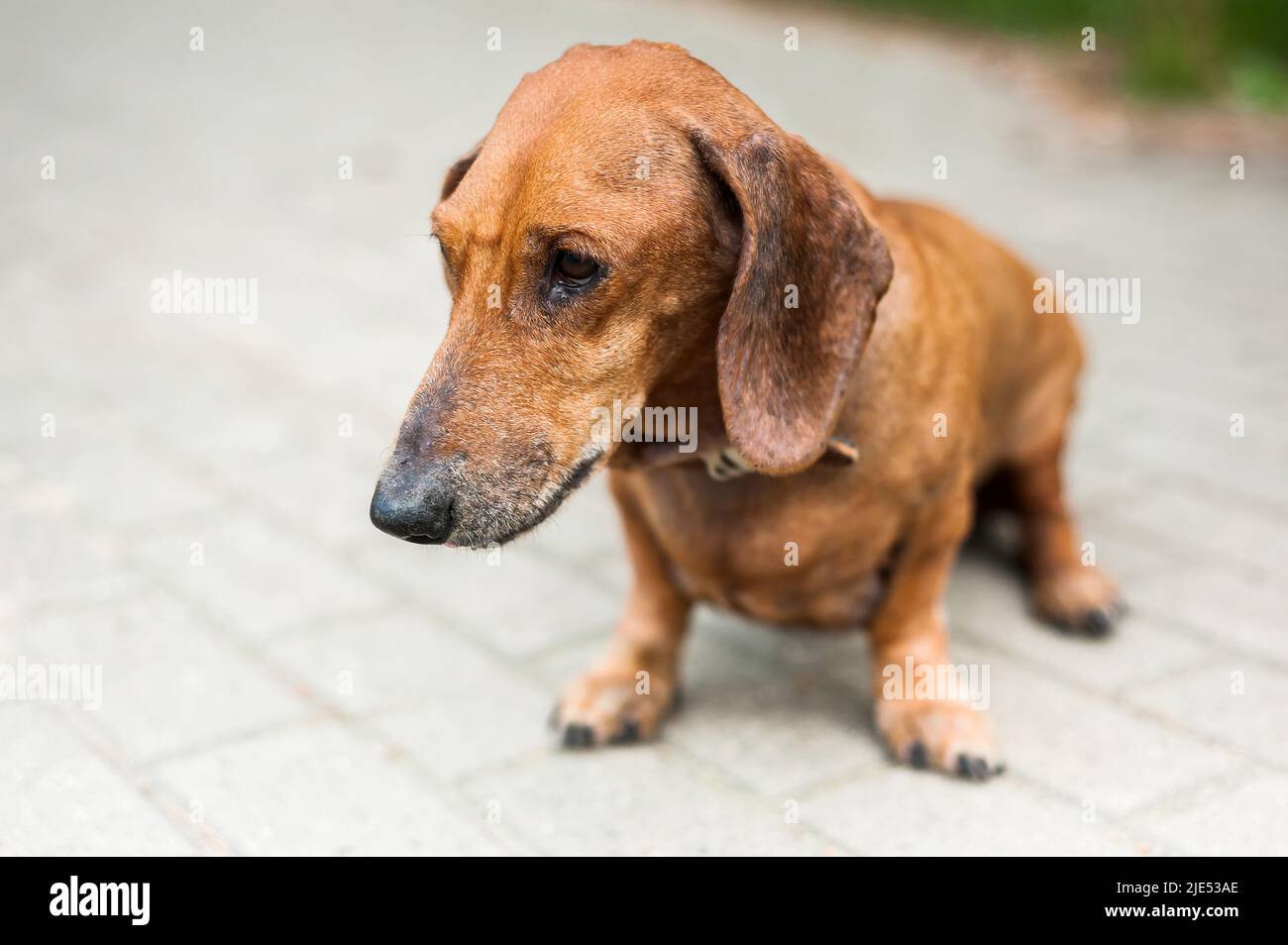 Un giovane cane energico sta correndo intorno per una passeggiata. Esecuzione di comandi in forma di gioco. Relazione armoniosa con il cane: Educazione e formazione Foto Stock