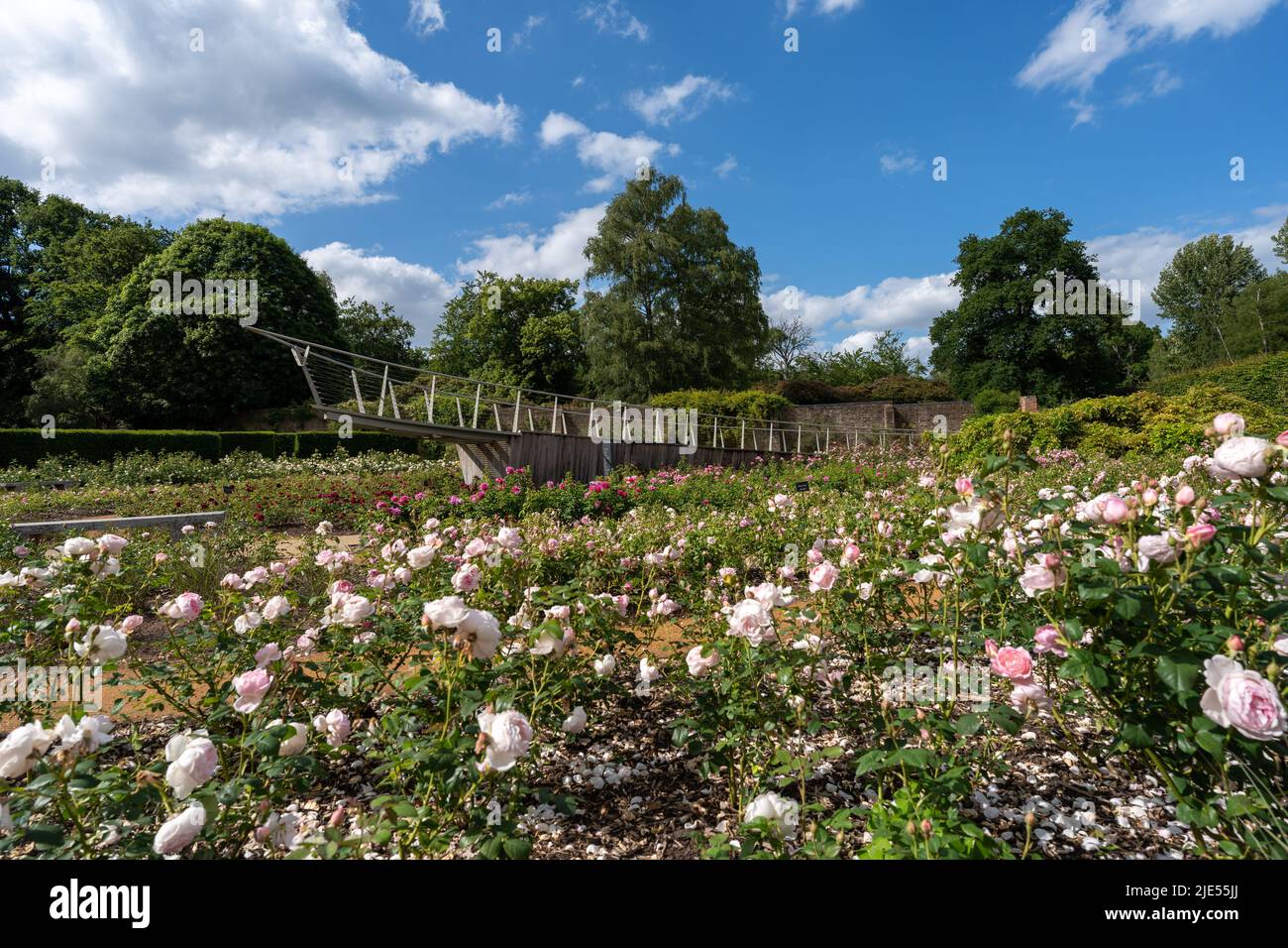 Il Giardino delle Rose con la via della nave a Savill Garden Foto Stock
