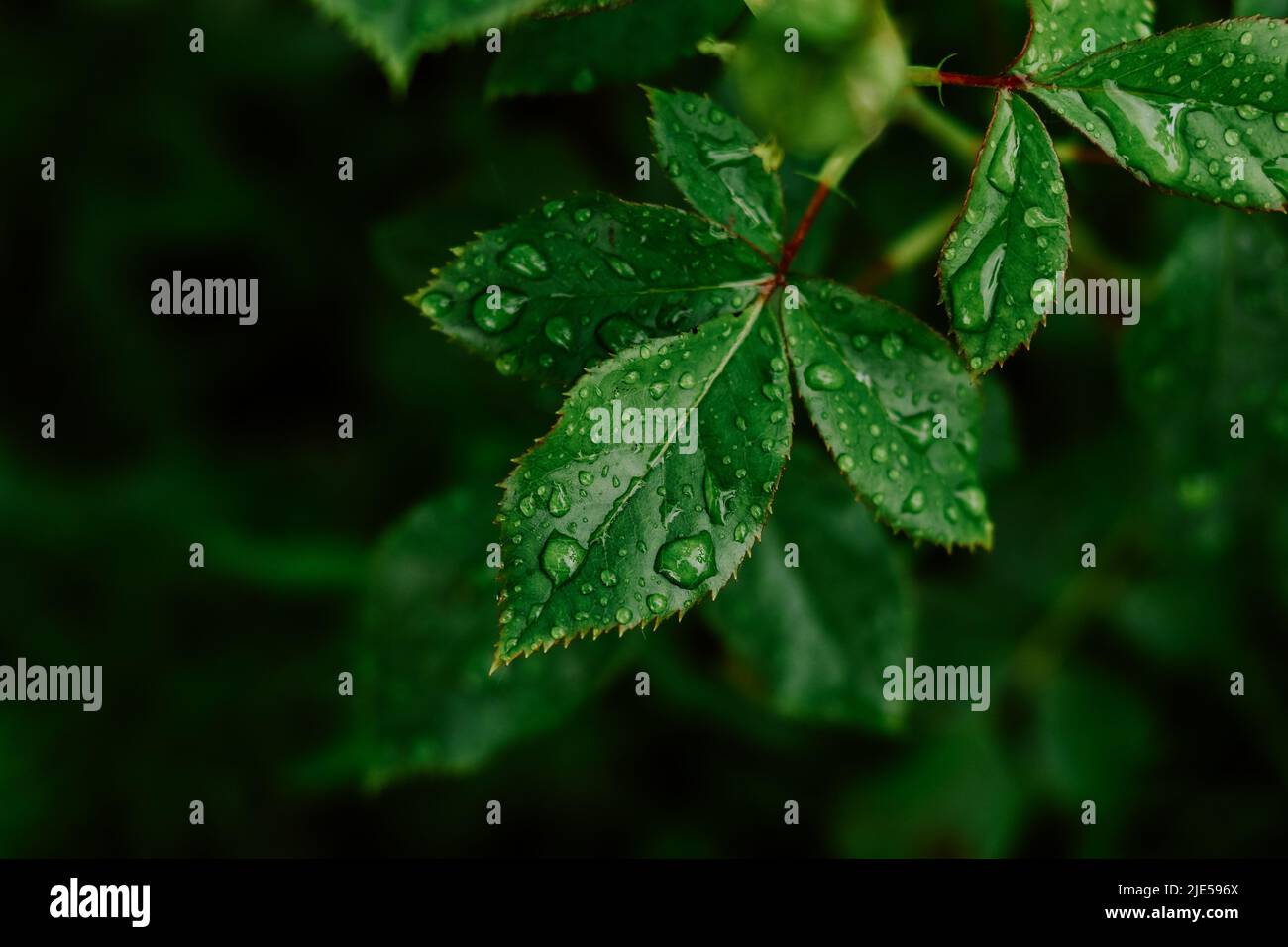 Sfondo verde naturale. Foglia e rugiada. Gocce di pioggia sulle foglie. Foto Stock