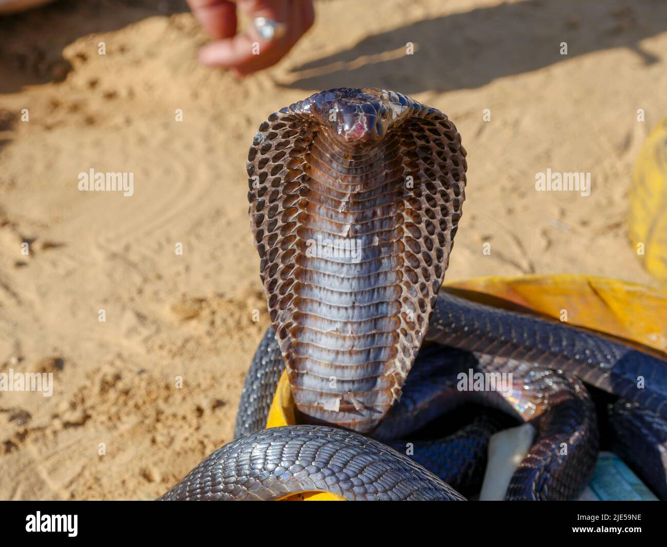 Cobra Snake che mostra la cappa, primo piano immagine, messo in un cestino Foto Stock